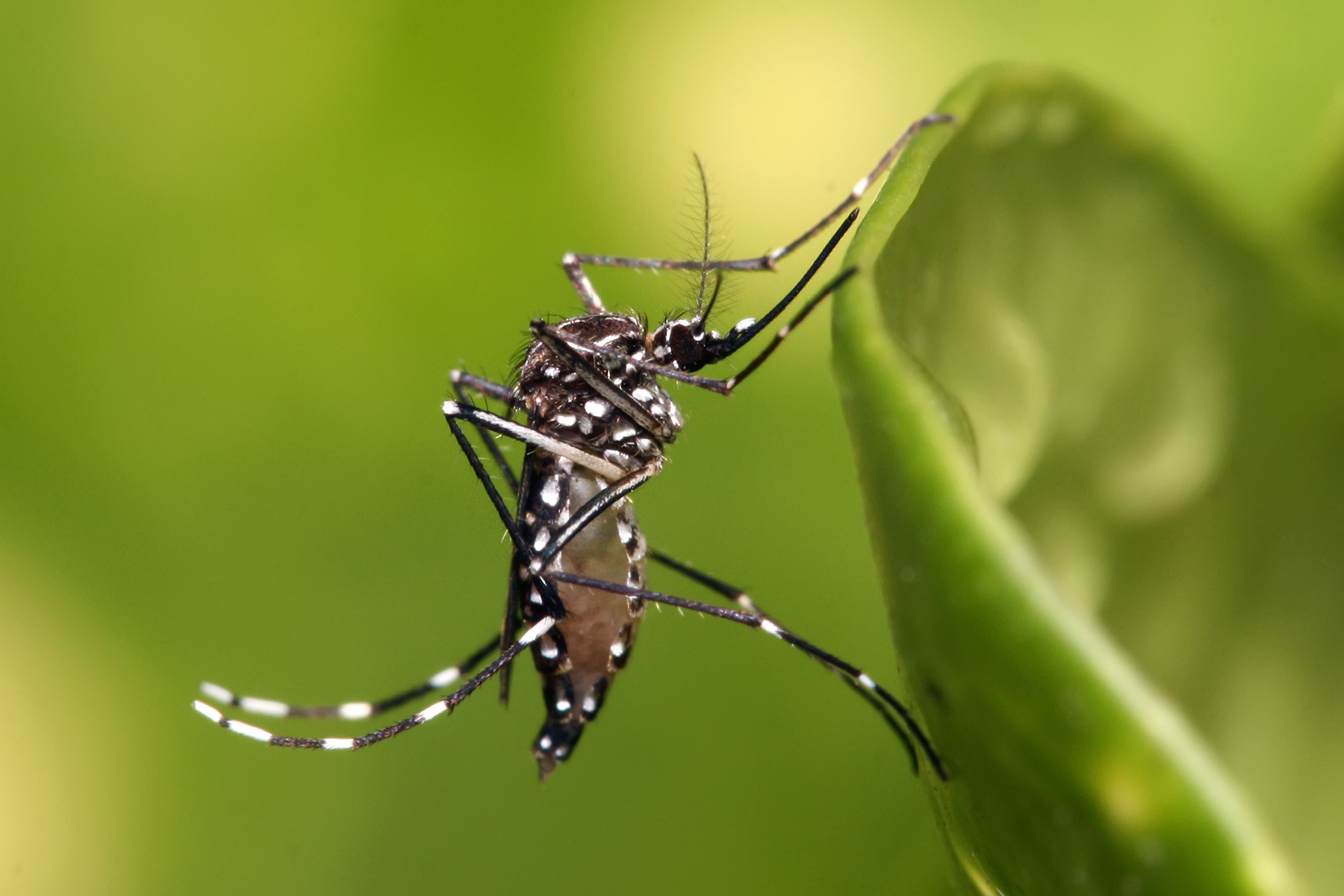 El dengue sale ganando con el clima
