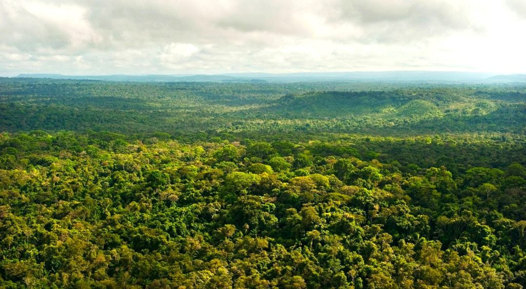 Bosques amazónicos situados en territorios indígenas son “profilácticos”
