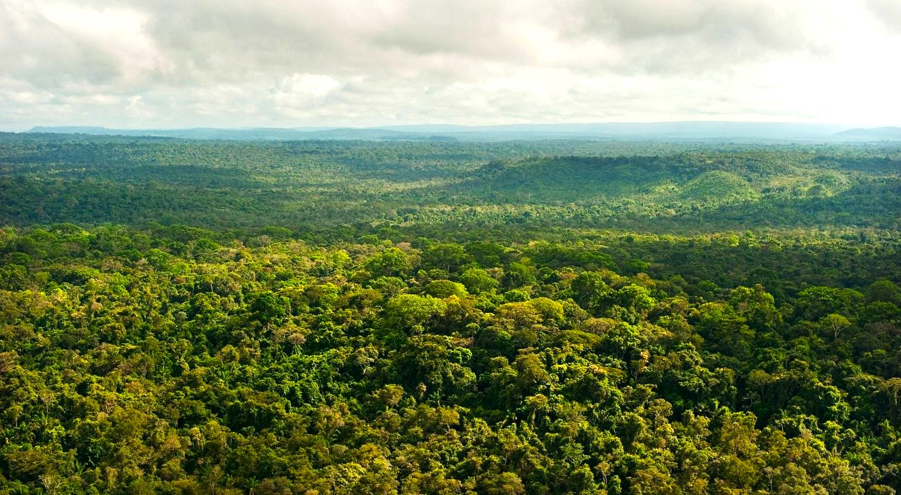 Bosques amazónicos situados en territorios indígenas son “profilácticos”
