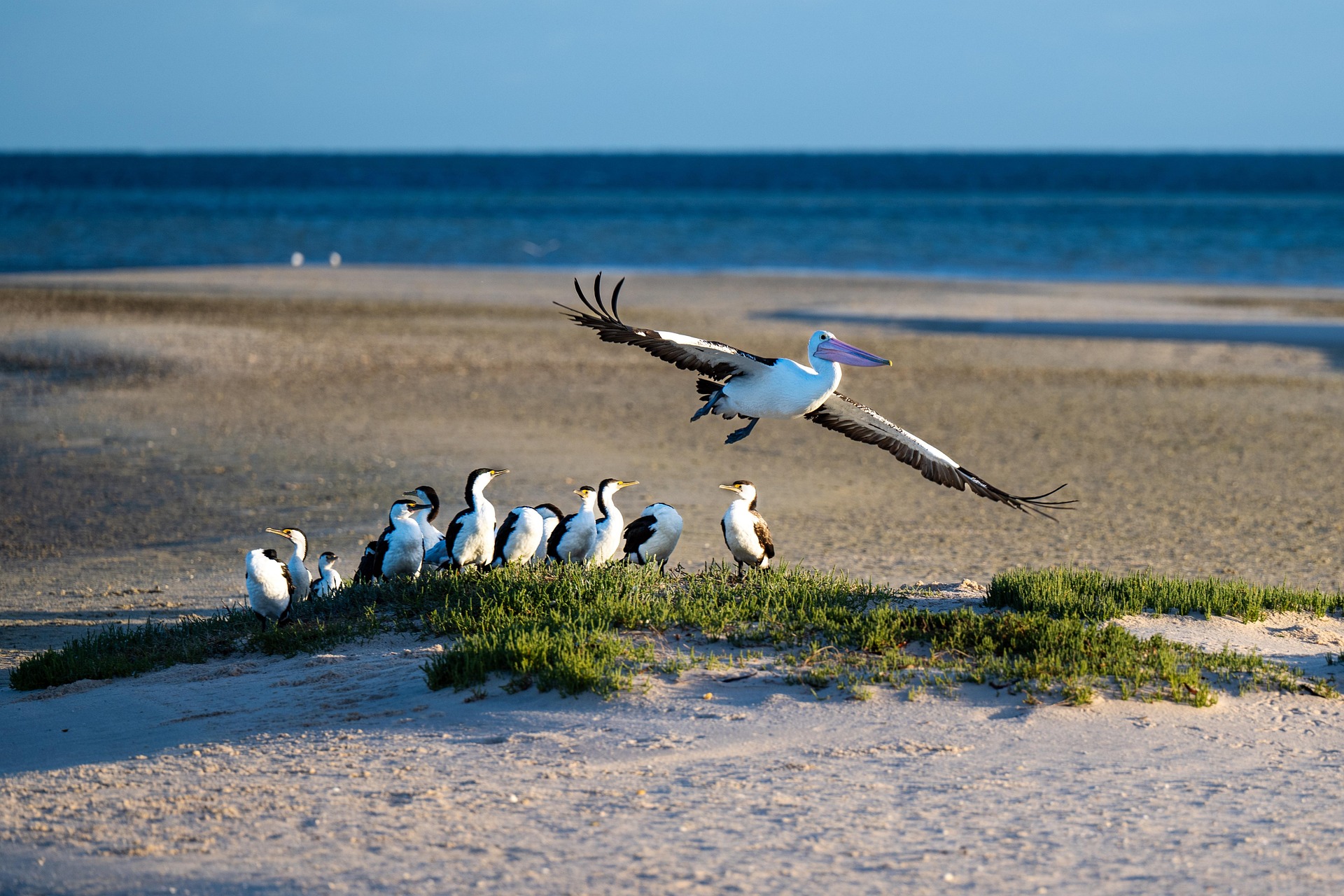 ¿Qué es una panzootia y cómo se relaciona con la influenza aviar A (H5N1)?