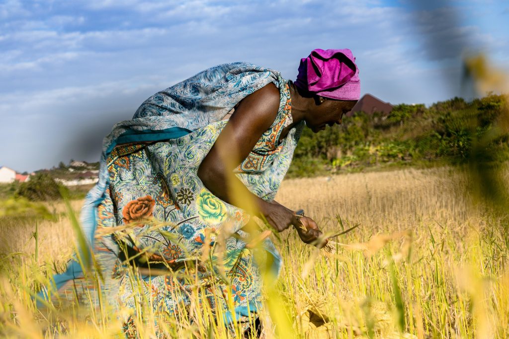 2026 es el Año Internacional de la Mujer Agricultora, desde campesinas hasta científicas agrícolas