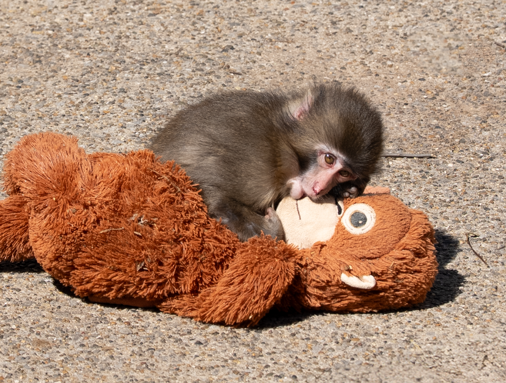 El caso del macaco Punch, aunque enternece, puede incitar el mascotismo y el tráfico ilegal de especies