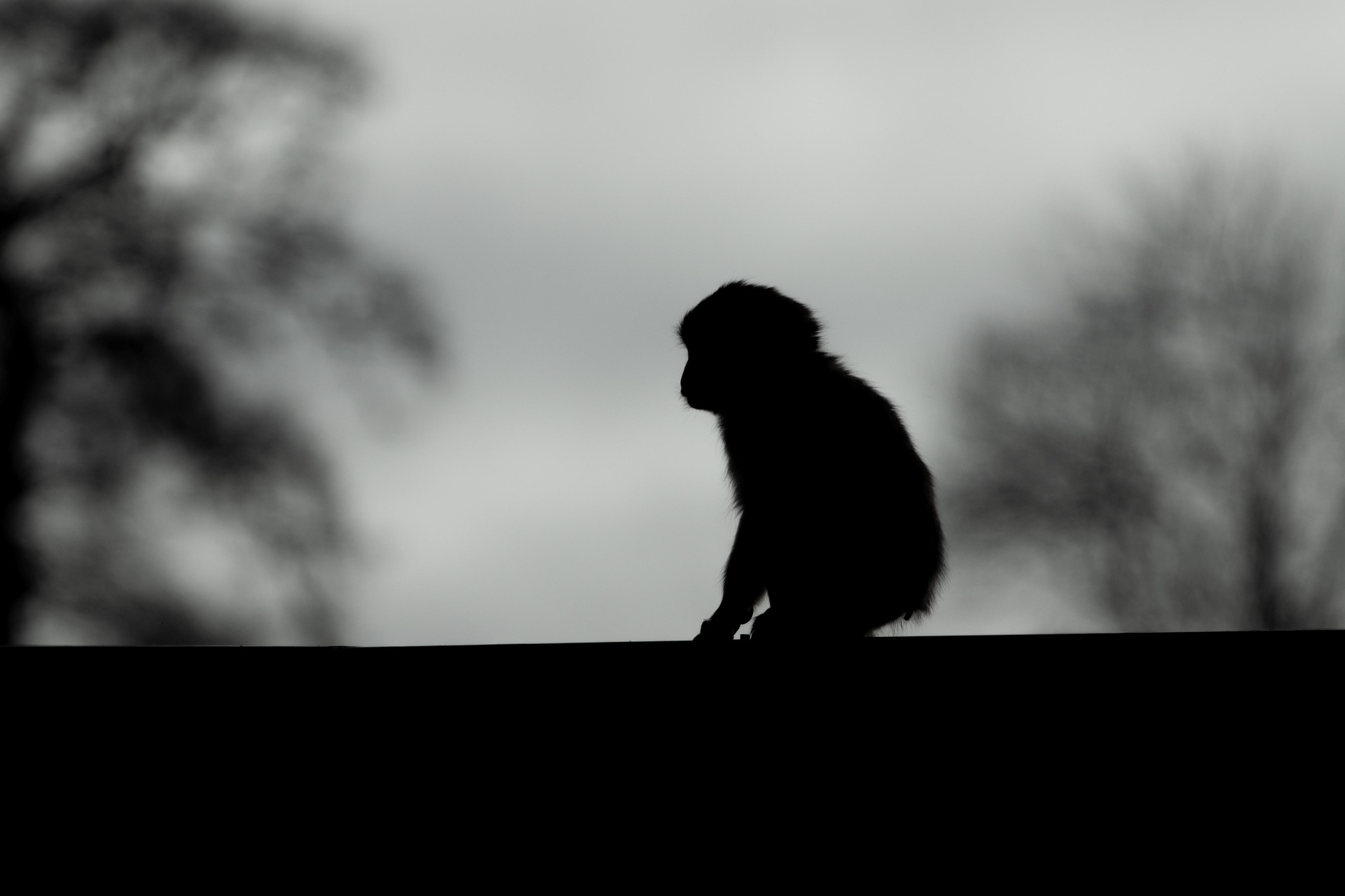 El caso del macaco Punch, aunque enternece, puede incitar el mascotismo y el tráfico ilegal de especies