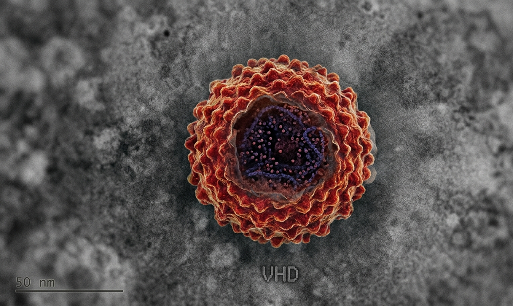 Defectuoso pero efectivo lo que se sabe del virus de la hepatitis D