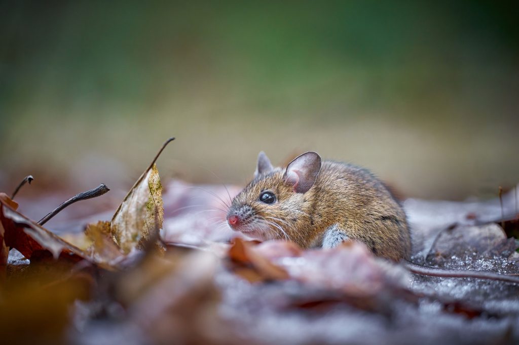Comunicado de la ACFIMAN ante los casos de hantavirus en Venezuela
