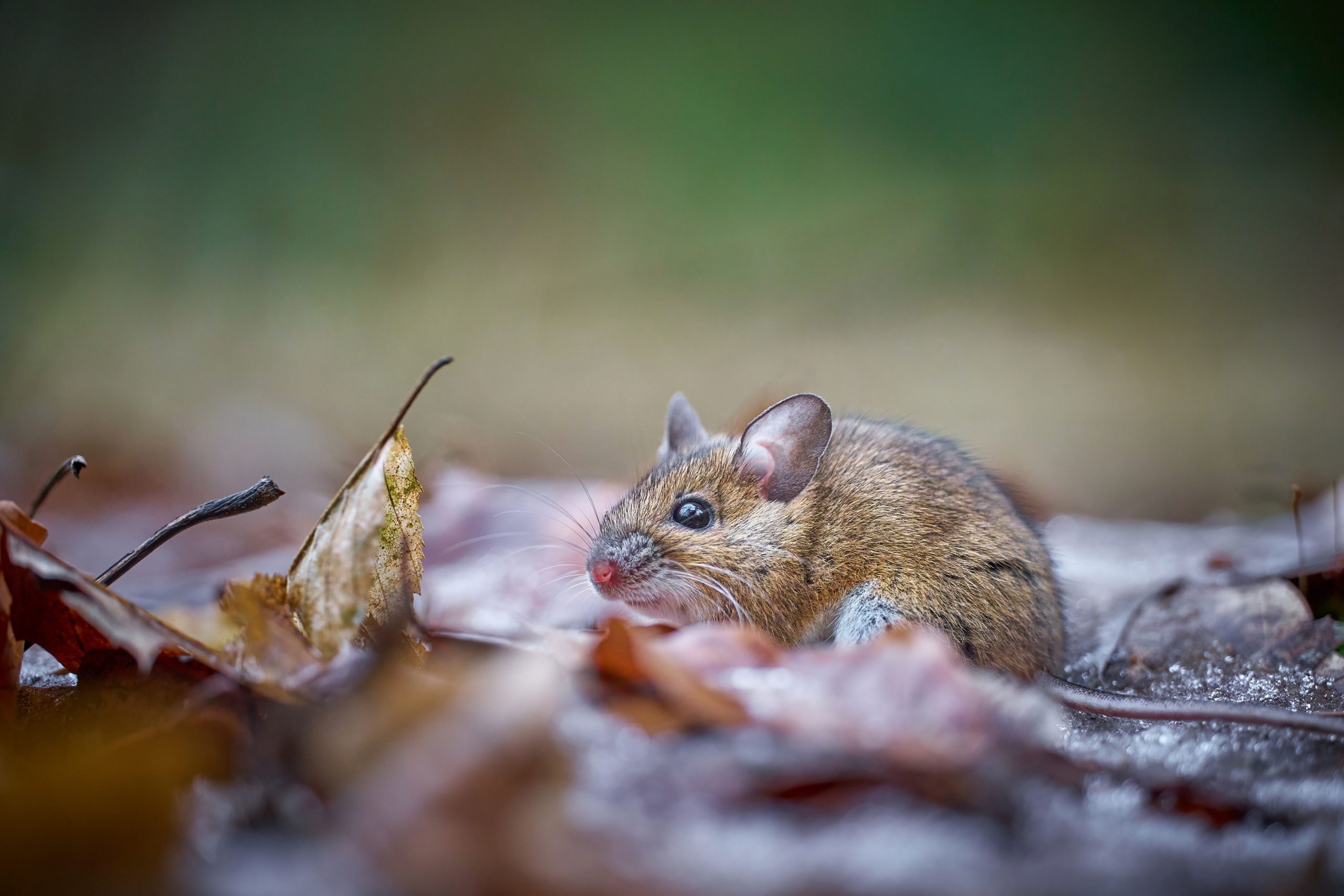 Comunicado de la ACFIMAN ante los casos de hantavirus en Venezuela