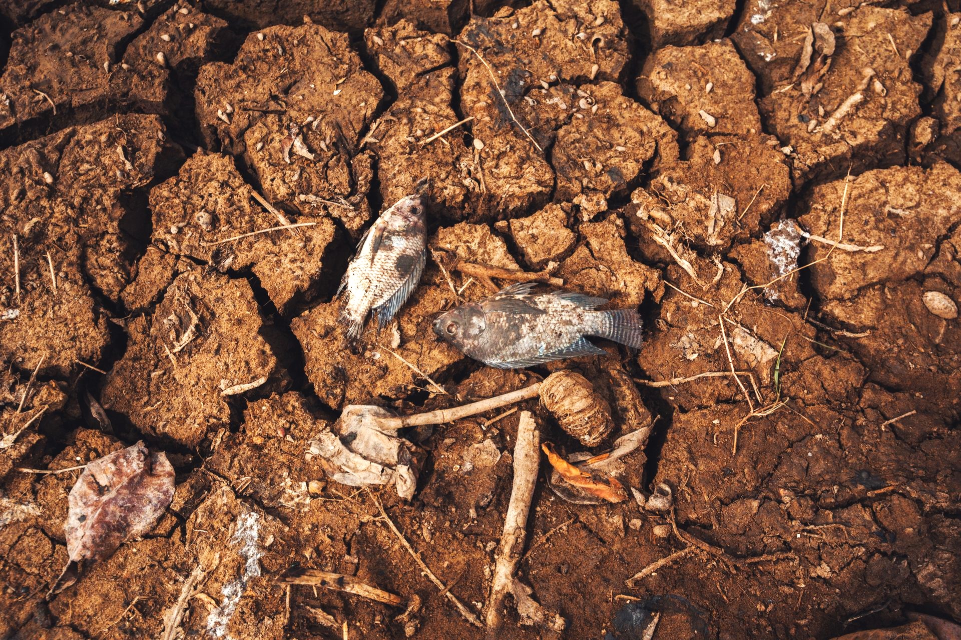 El Niño es inevitable, pero sus impactos son mitigables