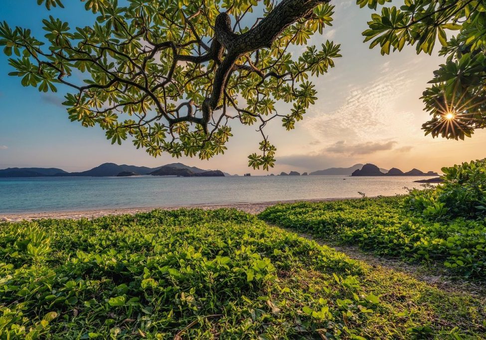 La sinfonía de la vida