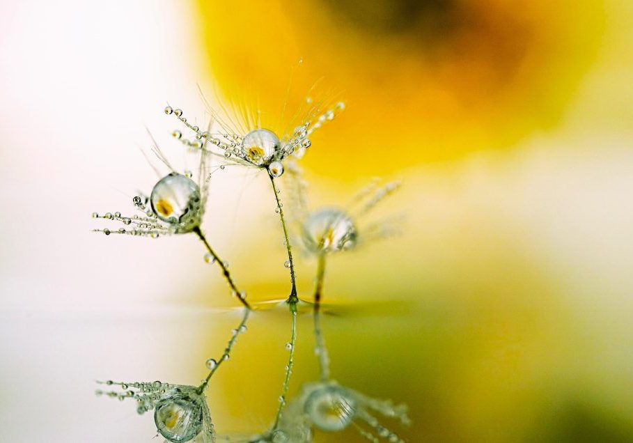 Conoce al Comité Ejecutivo de la Red de Jóvenes Investigadores de Venezuela (RedJIV)