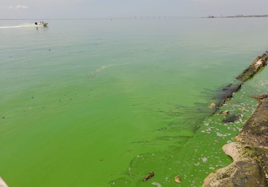 “Verdín” del Lago de Maracaibo puede ser nocivo para el ser humano