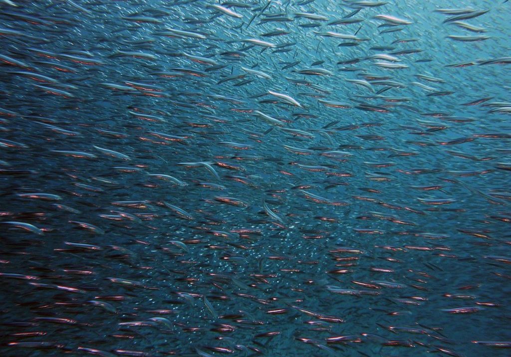 de la fuente acfiman