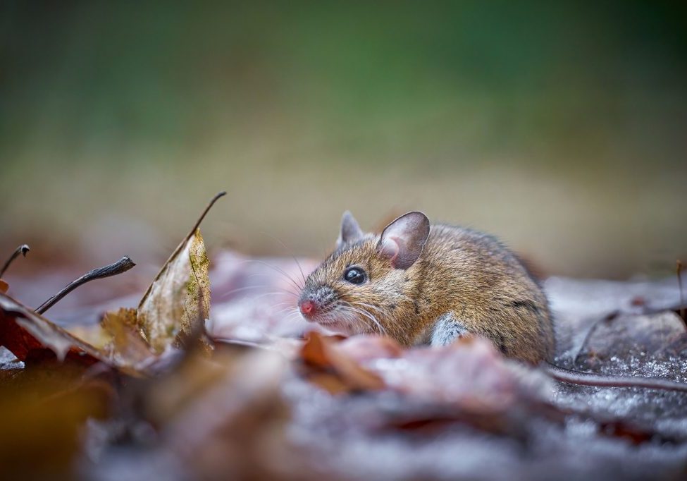 Comunicado de la ACFIMAN ante los casos de hantavirus en Venezuela