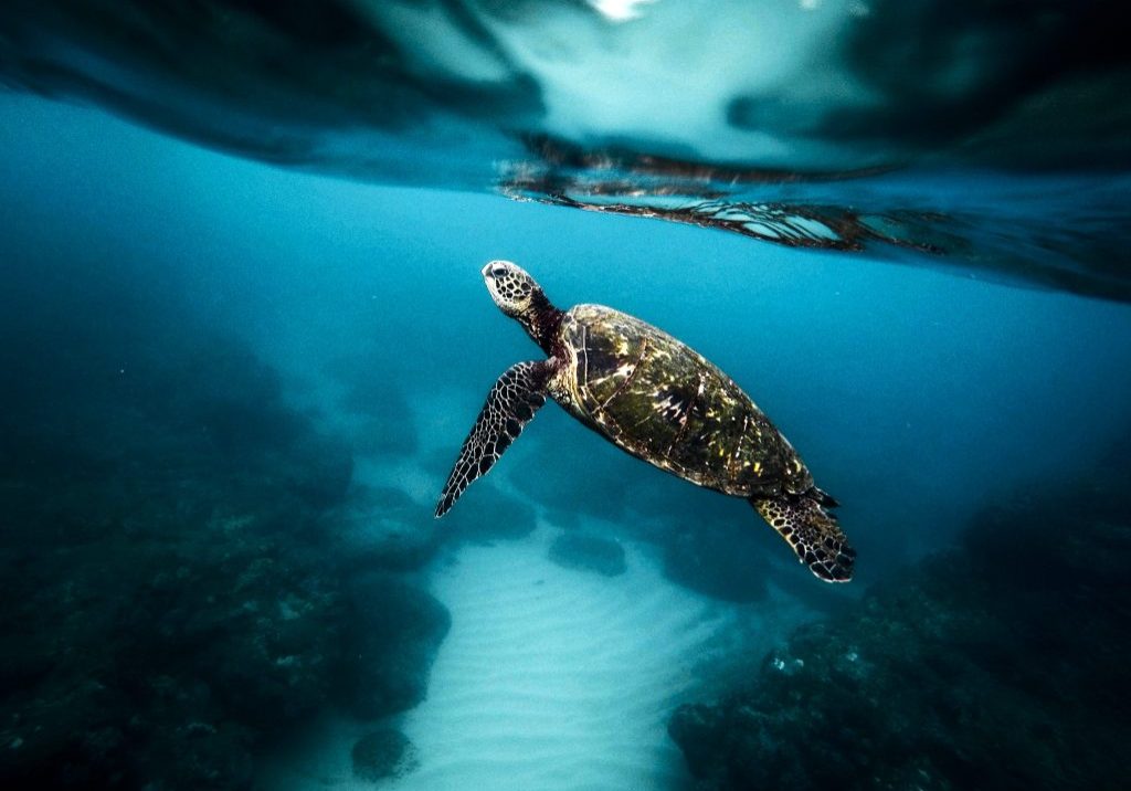 Experta en tortugas marinas gana Premio Luis y Juli Carbonell 2026 de la ACFIMAN