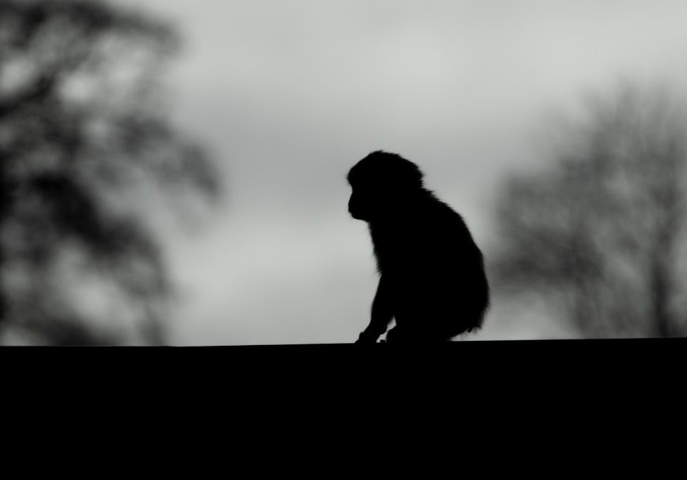 El caso del macaco Punch, aunque enternece, puede incitar el mascotismo y el tráfico ilegal de especies