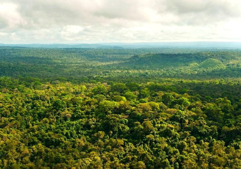 Bosques amazónicos situados en territorios indígenas son “profilácticos”